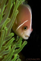 "Damsel in Distress" yet another clownfish with a parasit... by Debi Henshaw 